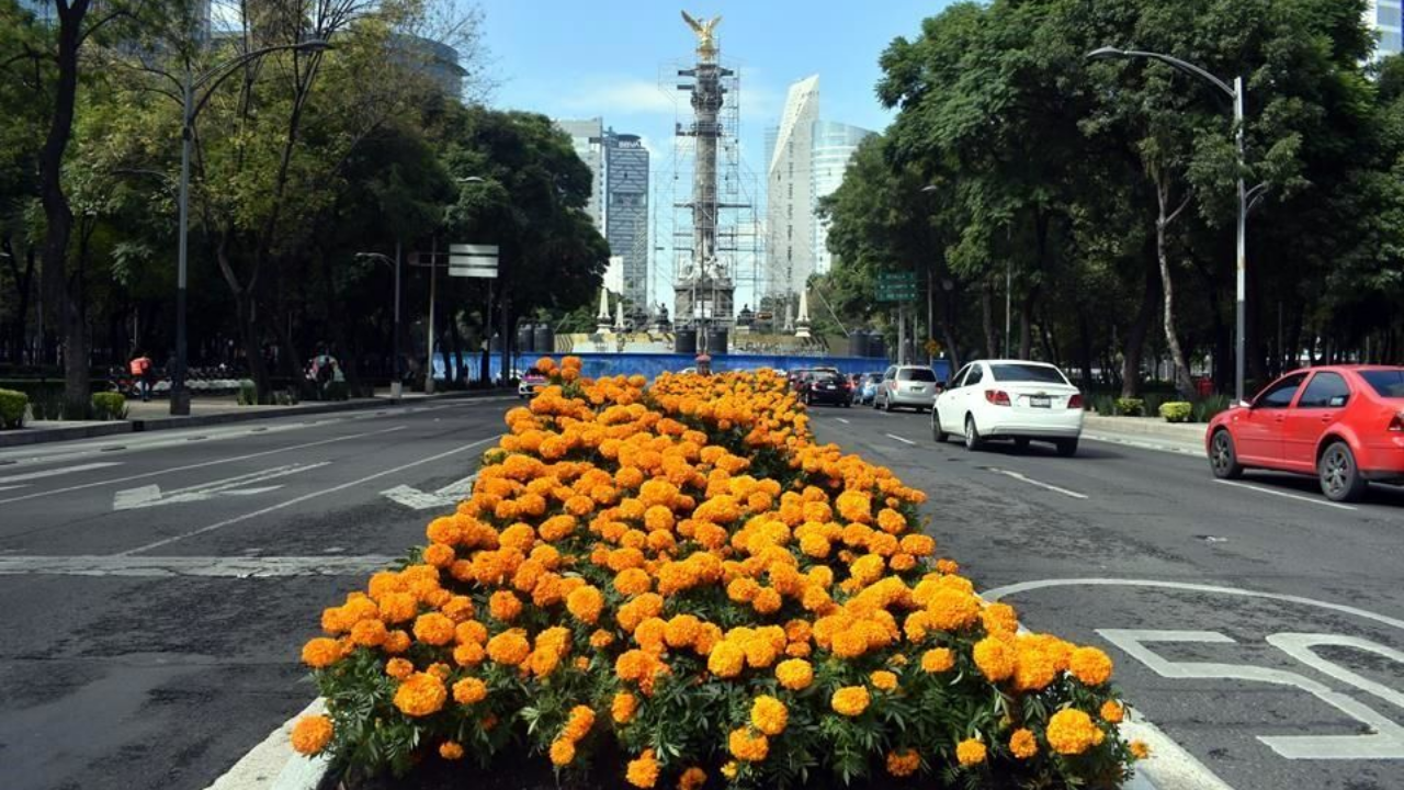 Arranca la temporada de Cempasúchil en la CDMX