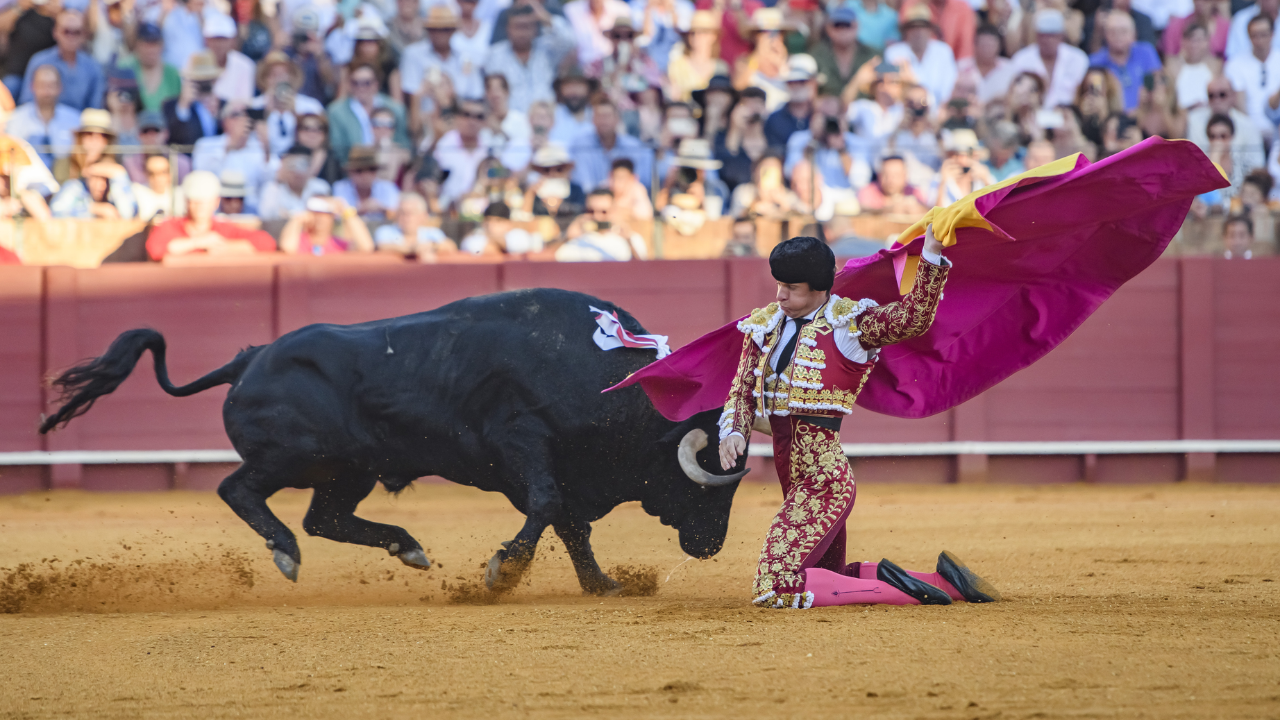 Sheinbaum apoya corridas de toros sin violencia