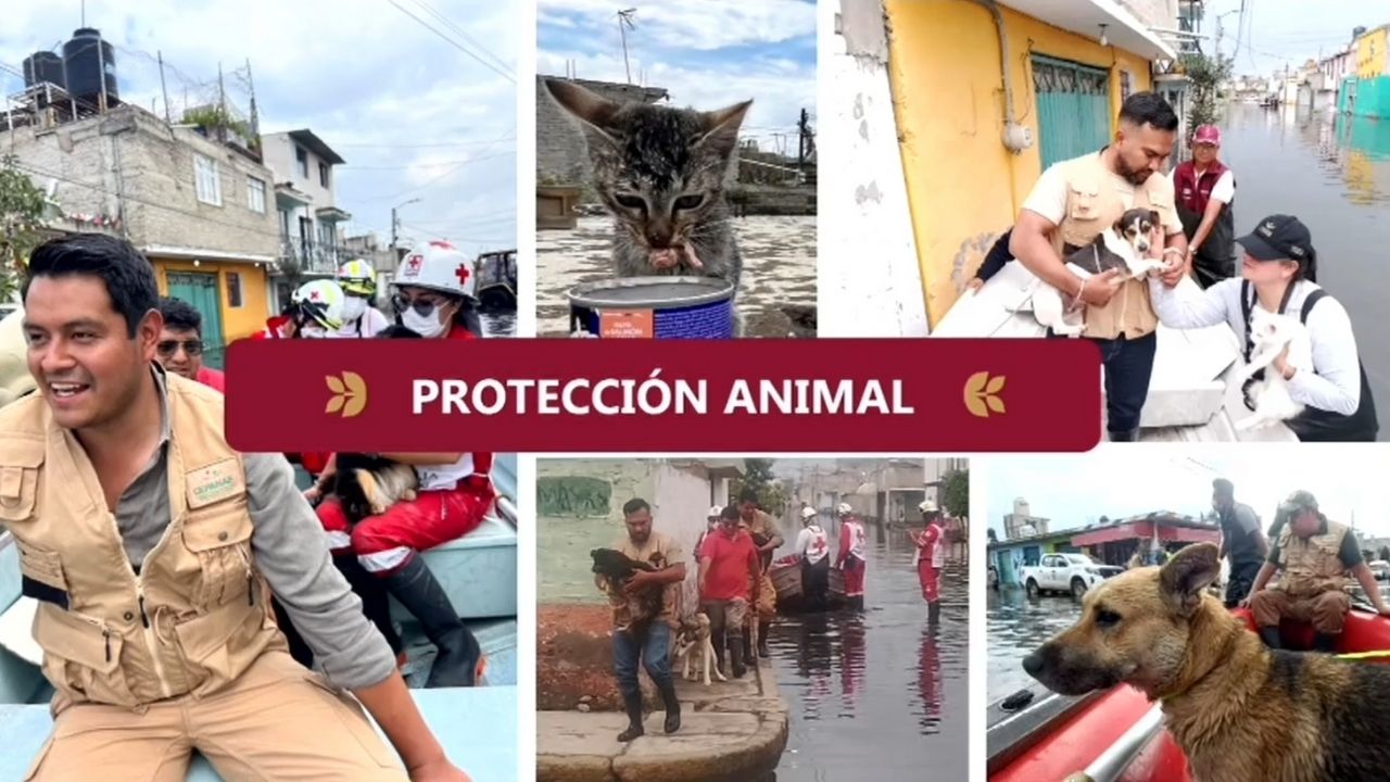 72 animales de compañía resguardados en Chalco