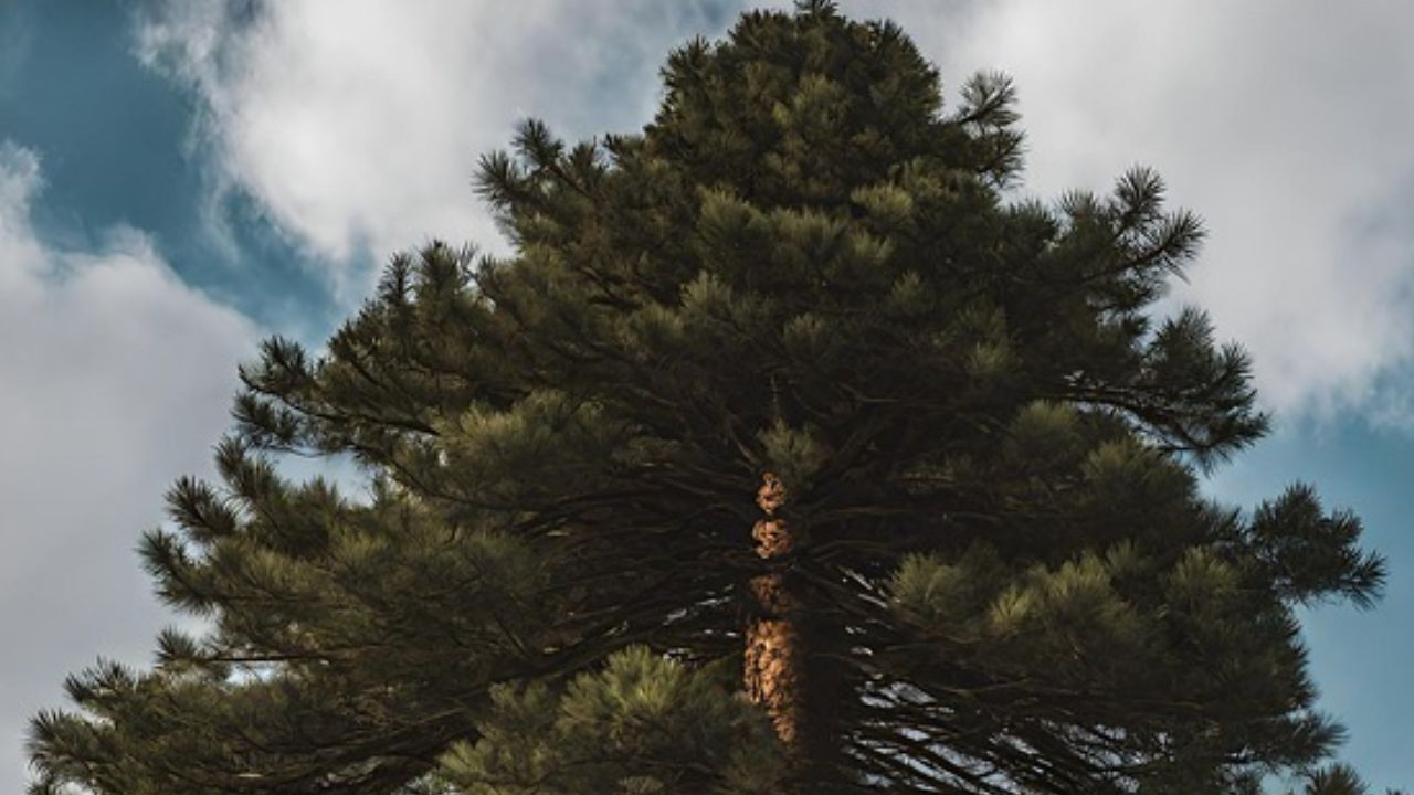 Piden no talar abeto de 200 años destinado a ser el árbol de Navidad en El Vaticano