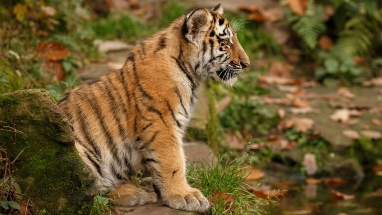 Cumple un año de vida la cría de tigre de Sumatra en zoológico de Roma