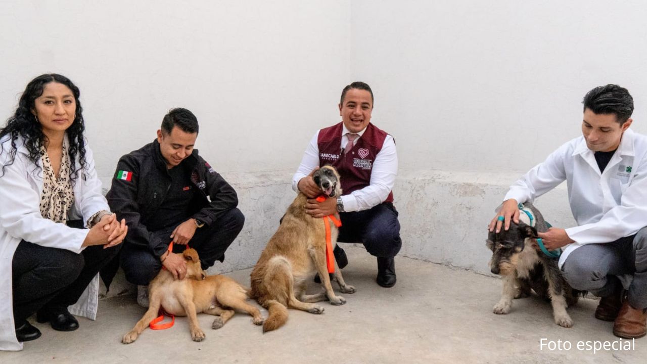 Croquetas gratis por seis meses a quienes adopten a los “perritos peregrinos”