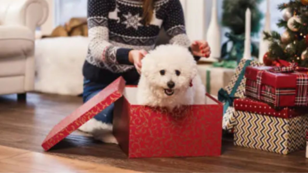 Pide la UNAM evitar regalar animales de compañía