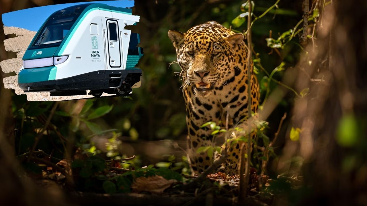 Profepa vigilará el manejo de la fauna en la ruta del Tren Maya