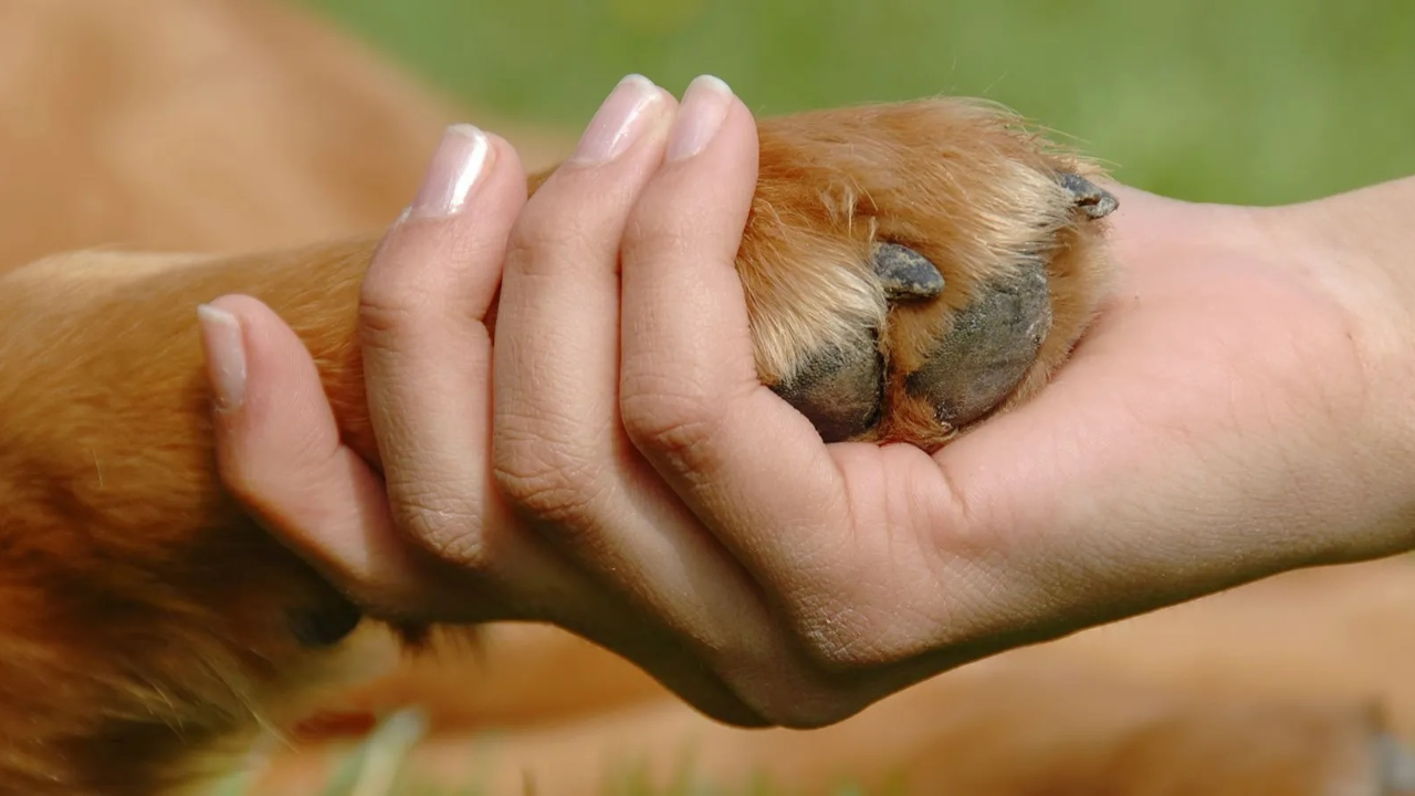 Prohíben el maltrato animal a nivel constitucional