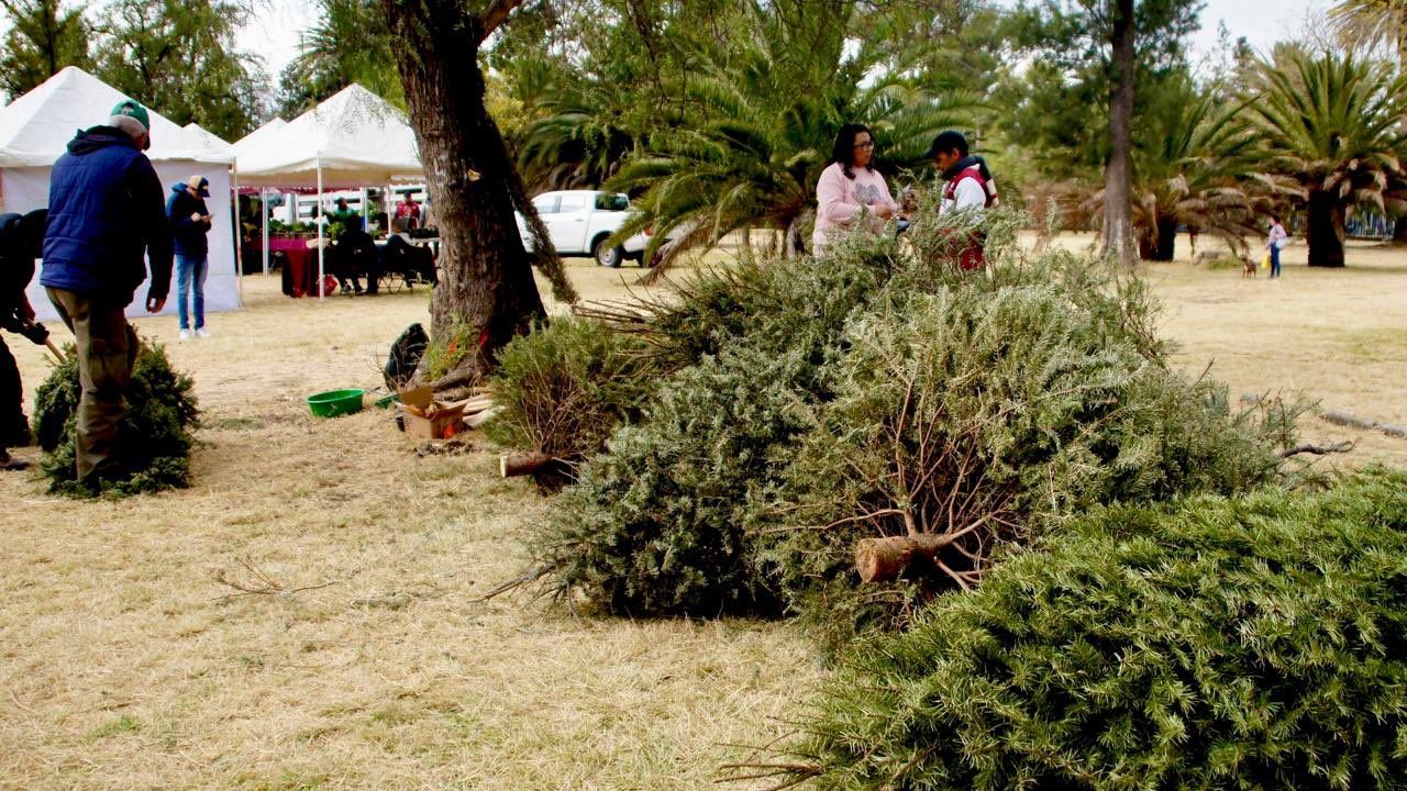 Piden no desechar los pinos naturales en la basura o en las calles