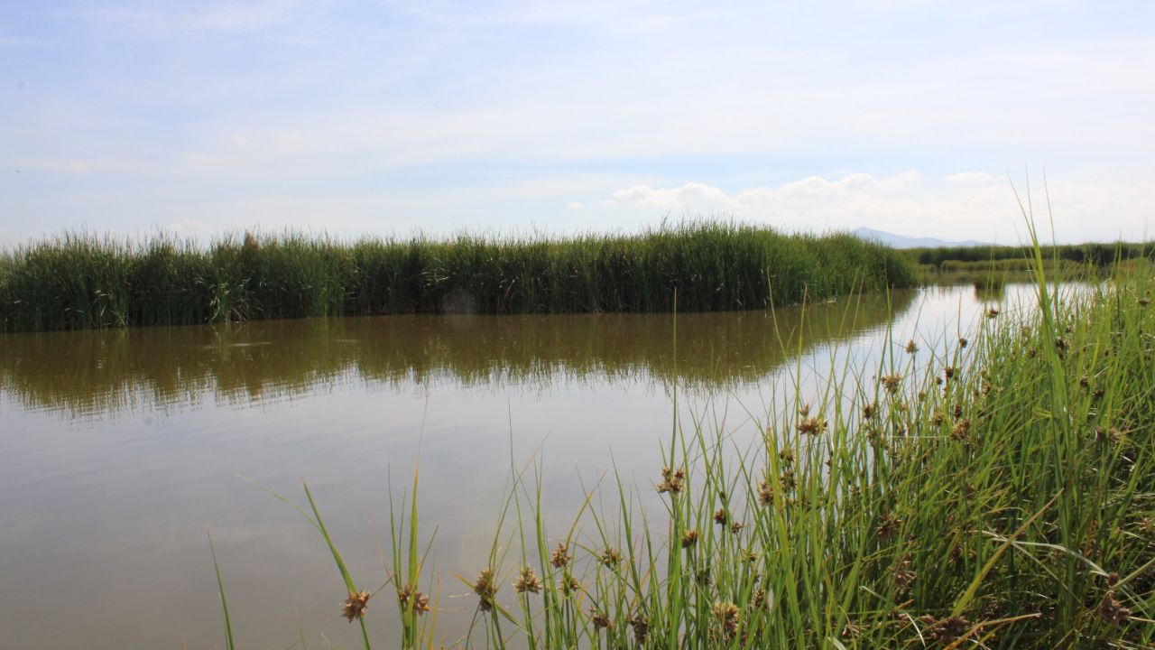 Lago de Texcoco, primer Sitio Demostrativo de Ecohidrología en México