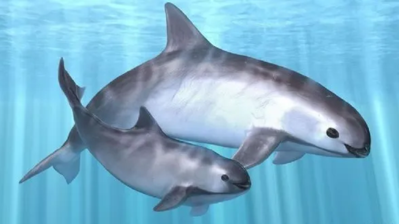 México rendirá cuentas a la CITES por Vaquita Marina y Pez Totoaba 