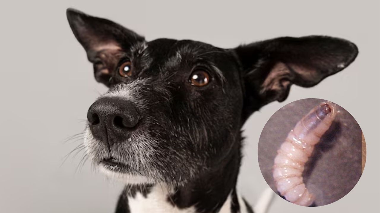 Primer caso de gusano barrenador en un perro 