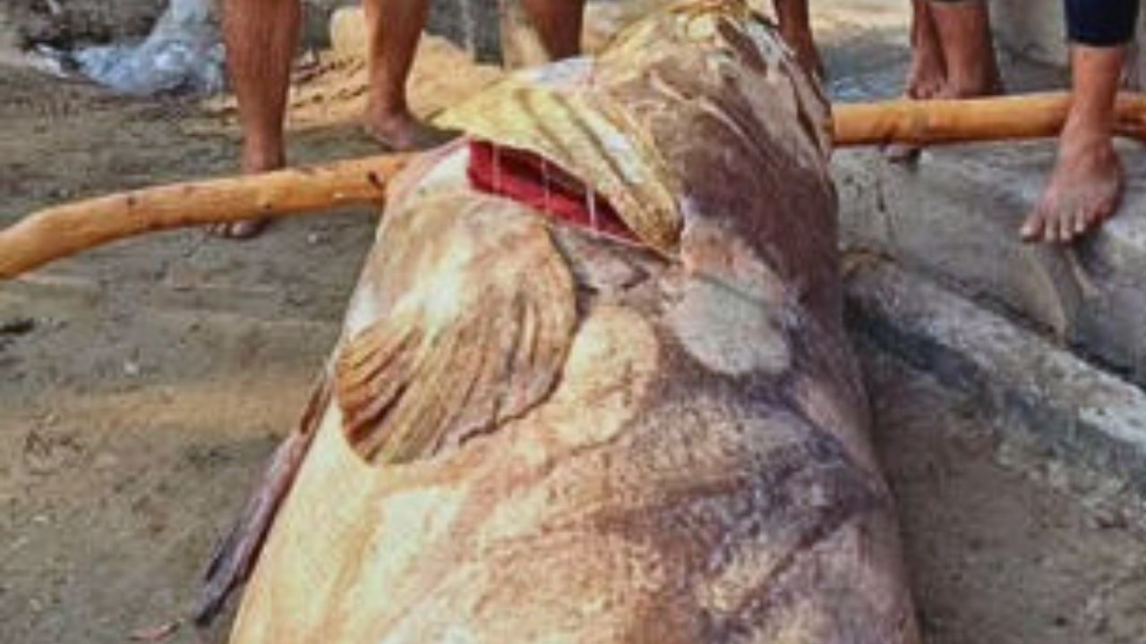 Pescadores capturan pez de casi 300 kilos en las costas de Tabasco