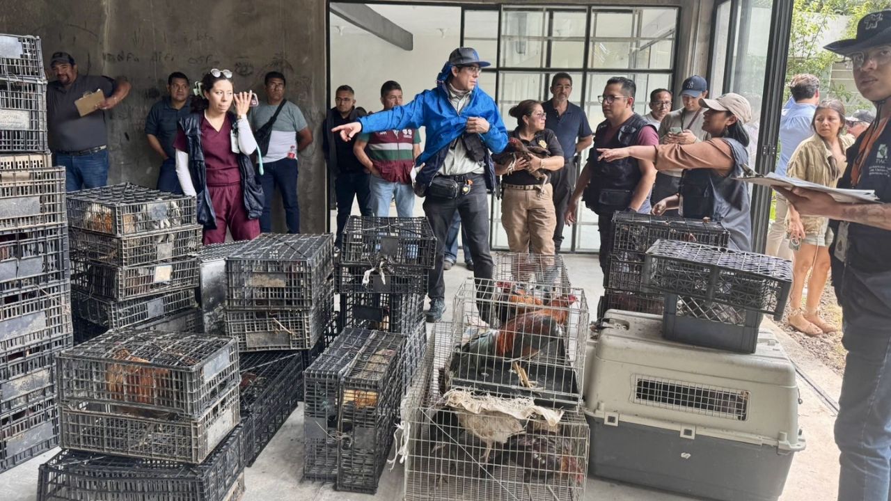 Rescatan a 166 aves en predio de Álvaro Obregón