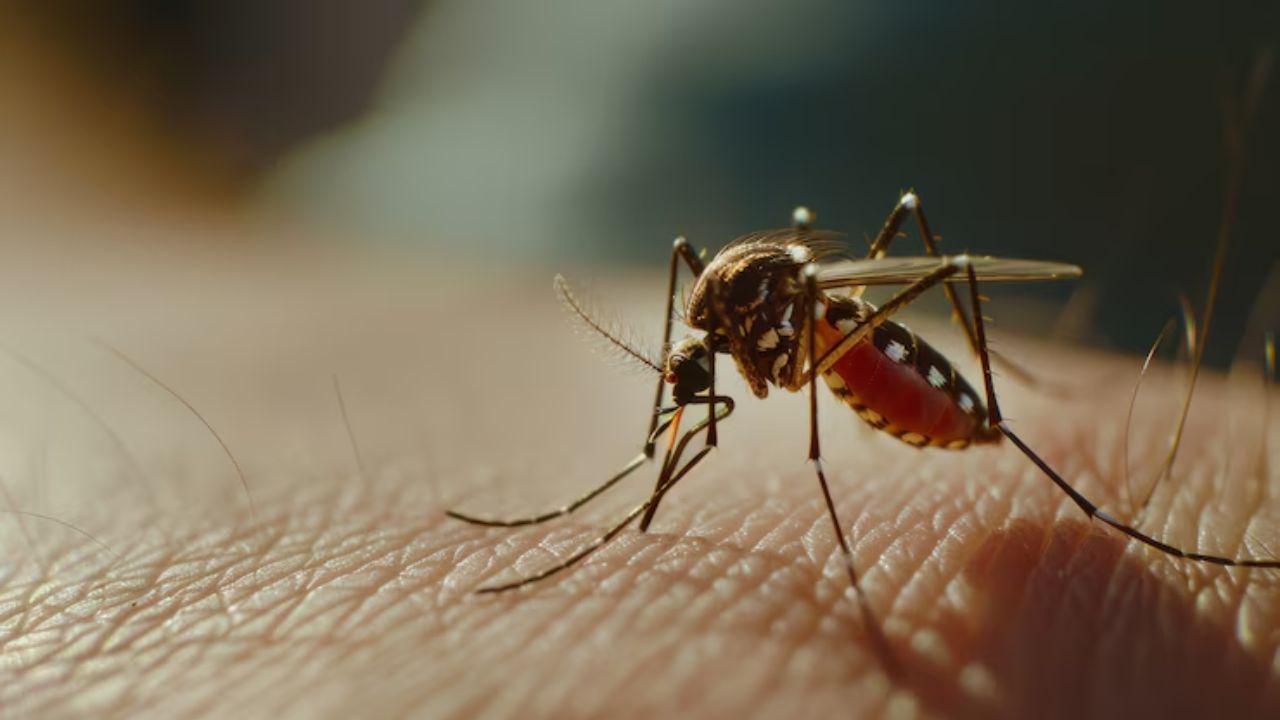 Confirman la primera muerte por dengue en Yucatán