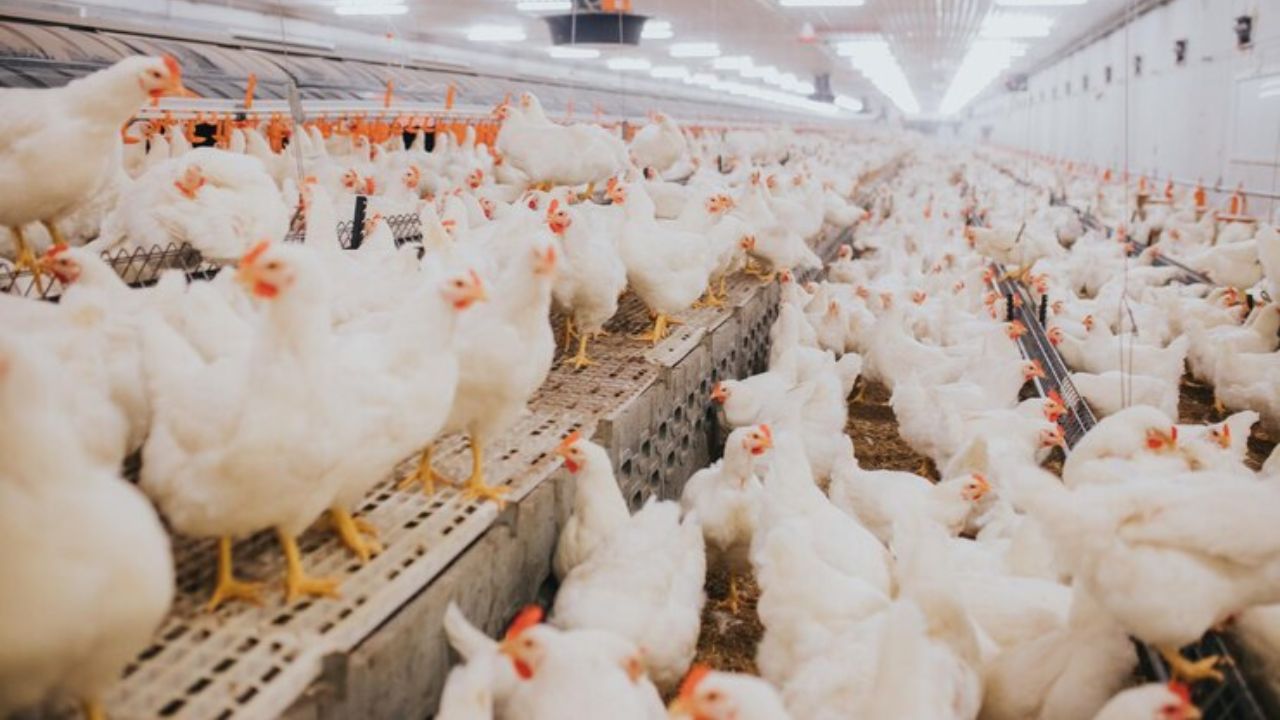 México suspende importación de productos avícolas de Brasil