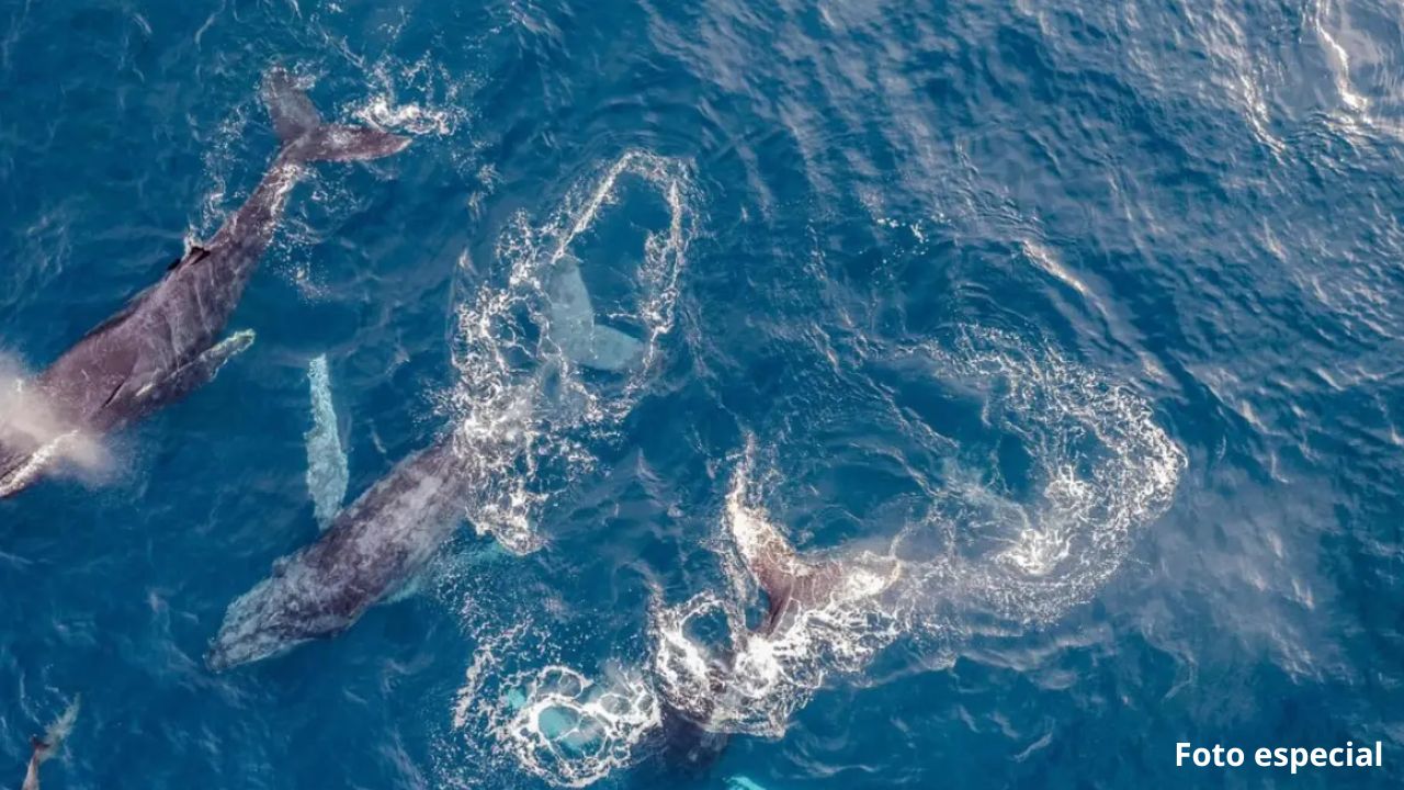 Récord de ballenas grises muertas en México