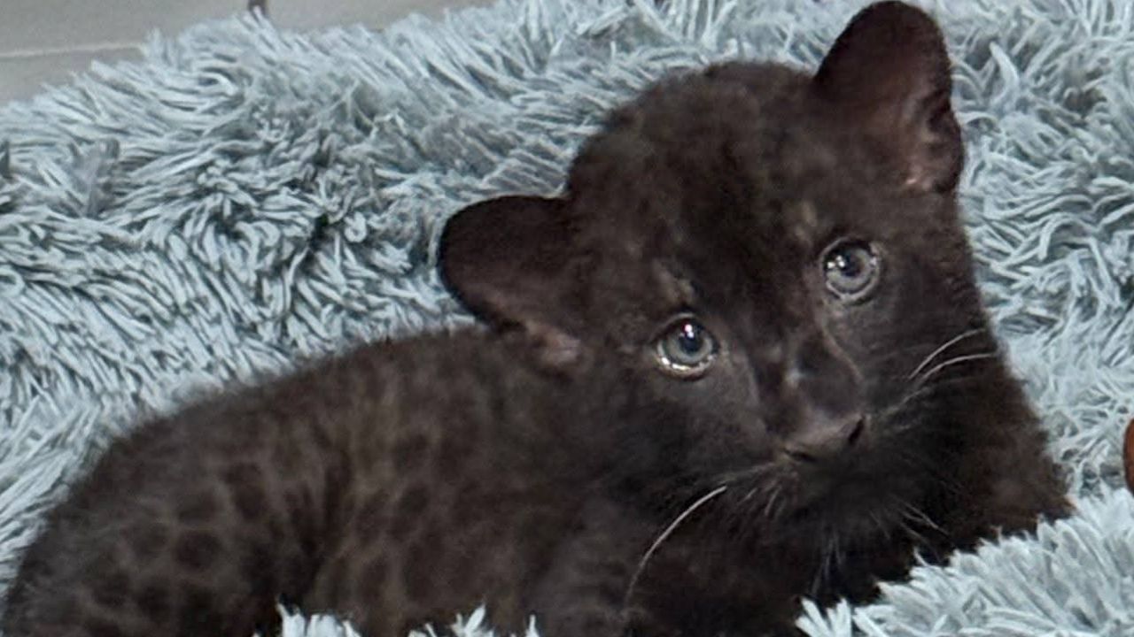 Llega la cigüeña al Zoológico de Irapuato, Guanajuato