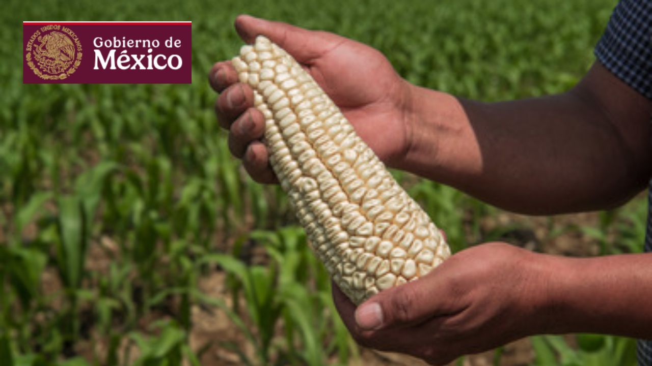 Arranca programa SUMAR Maíz para cultivos en Jalisco