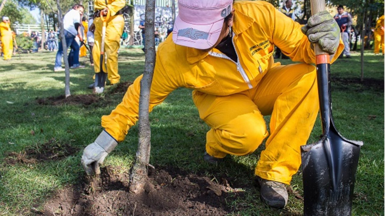 Inicia campaña de reforestación urbana en CDMX 