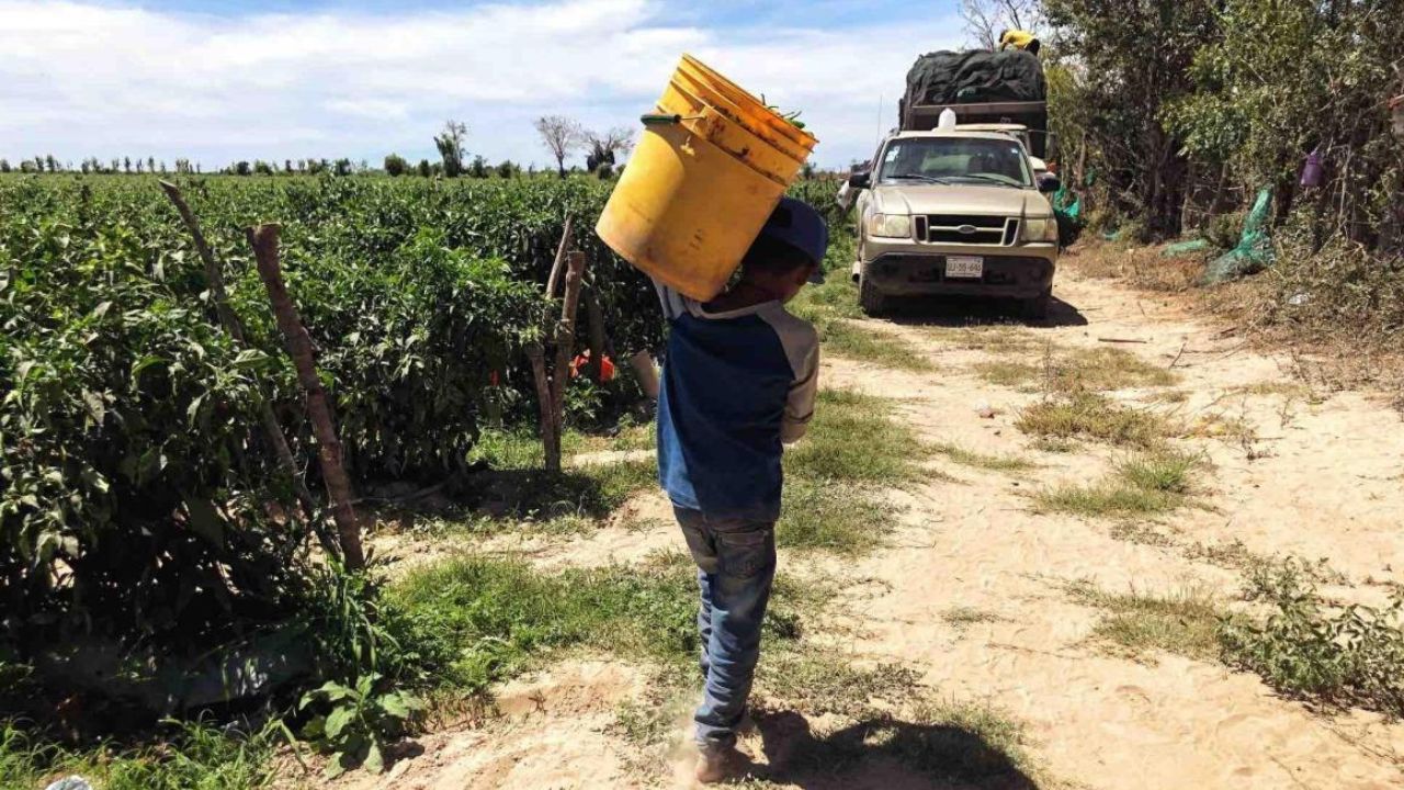 Más de 3.7 millones de menores realizan trabajo infantil en México