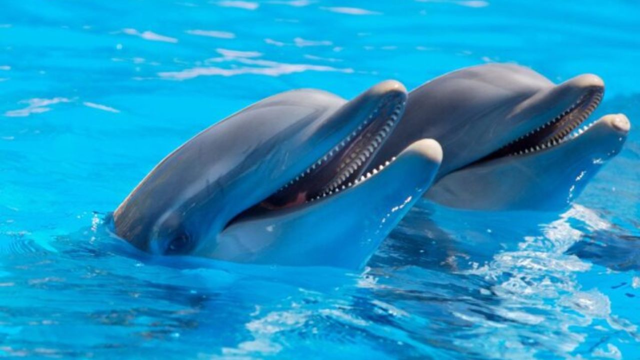 Adiós a shows con delfines