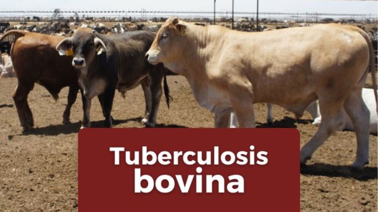 Tamaulipas refuerza combate a la tuberculosis bovina