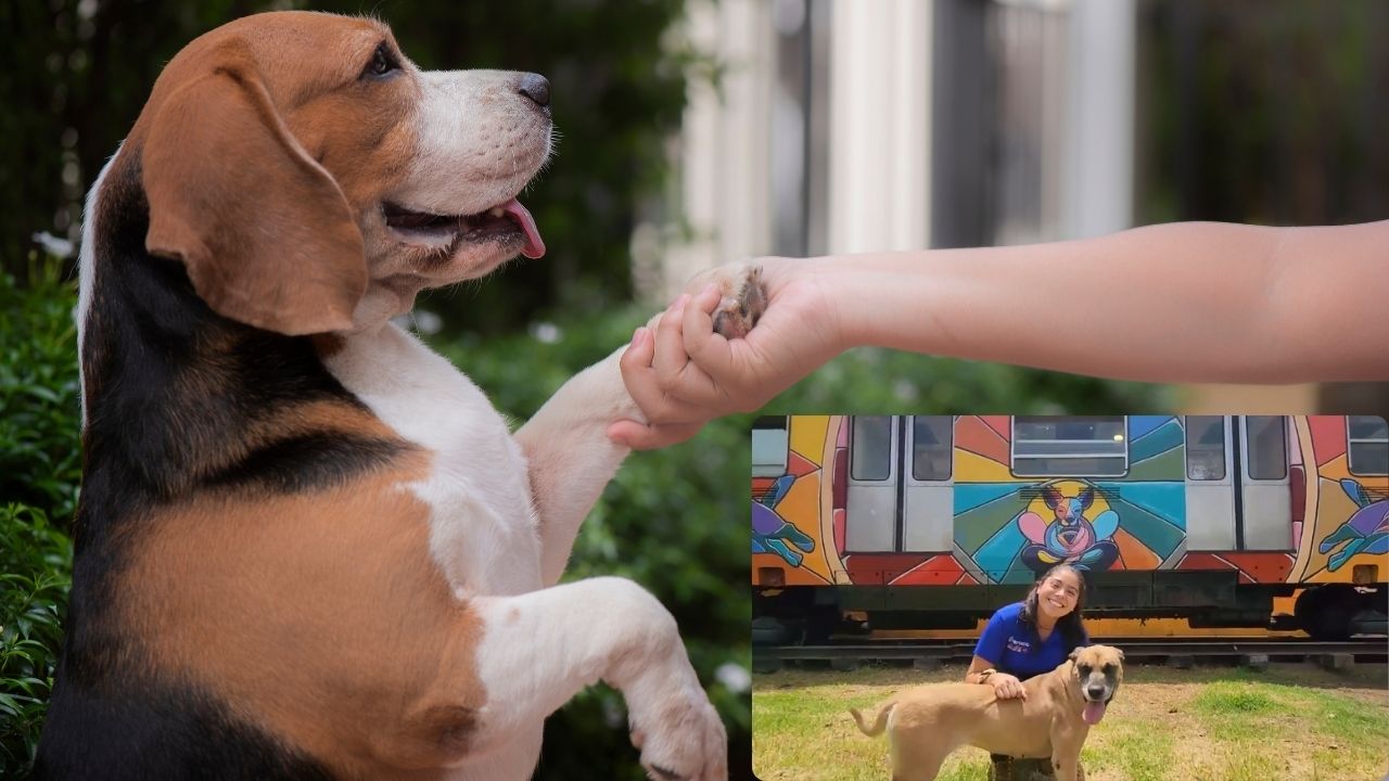 ¡Adopta un lomito! 44 perritos del Metro buscan hogar