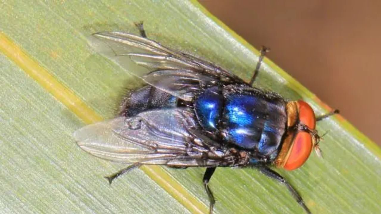 Chiapas producirá moscas para combatir al gusano barrenador