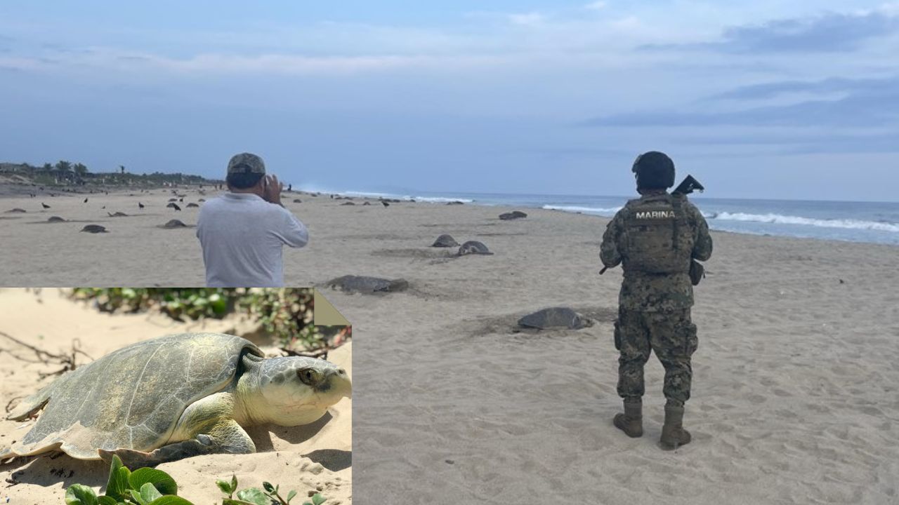 ¡Una esperanza para su especie! Liberan tortugas Lora en Veracruz