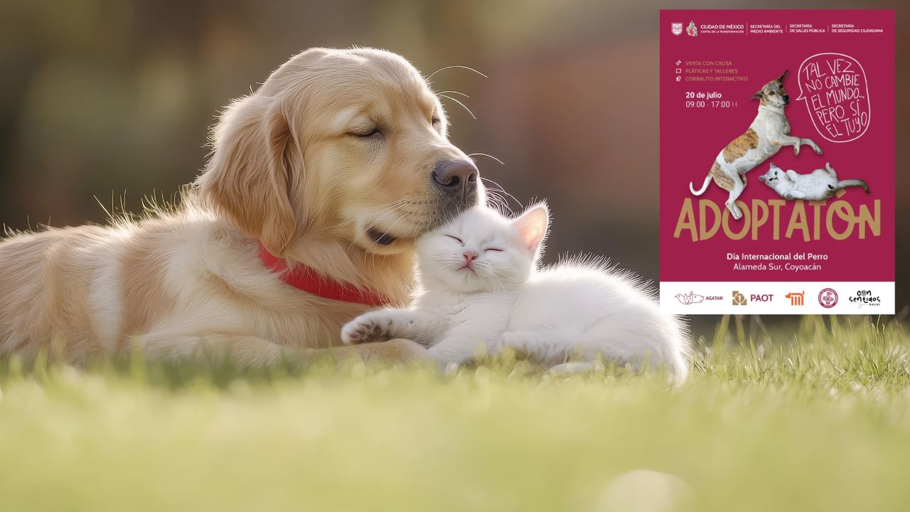 ¡Adopta y ayuda! 4to Adoptatón de perritos y gatitos