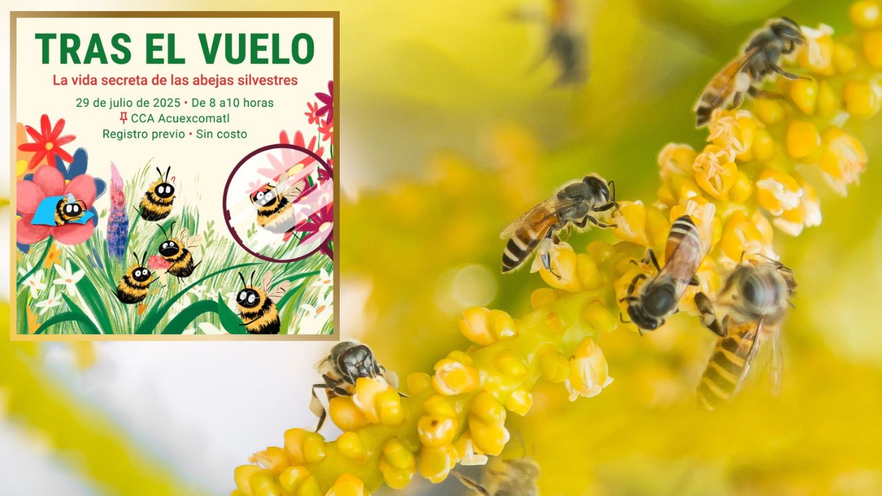 ¿Sabías qué las abejas silvestres viven entre nosotros? Descúbrelas 