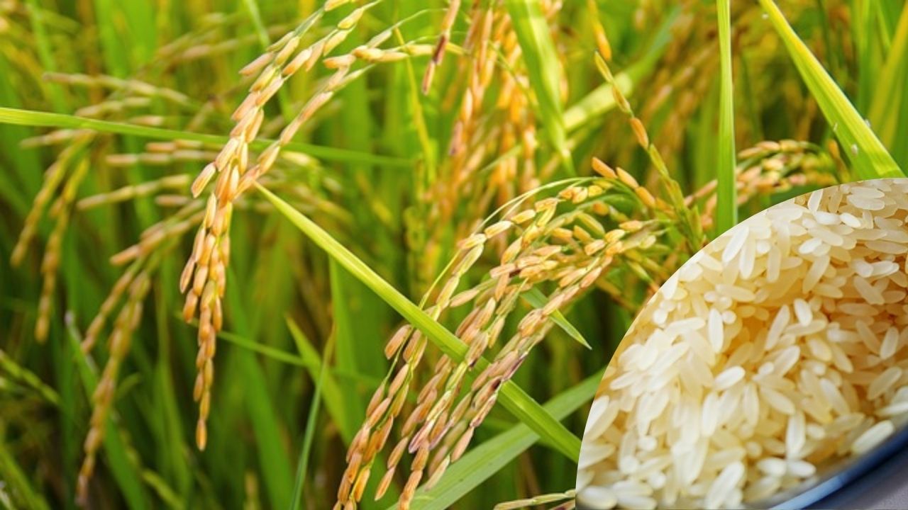 Apoyo al campo para productores de arroz en Campeche