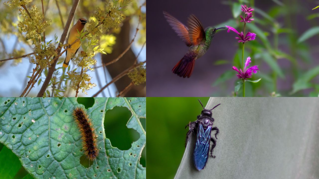 ¡24 horas por la biodiversidad! Llega el BioBlitz a Chapultepec  