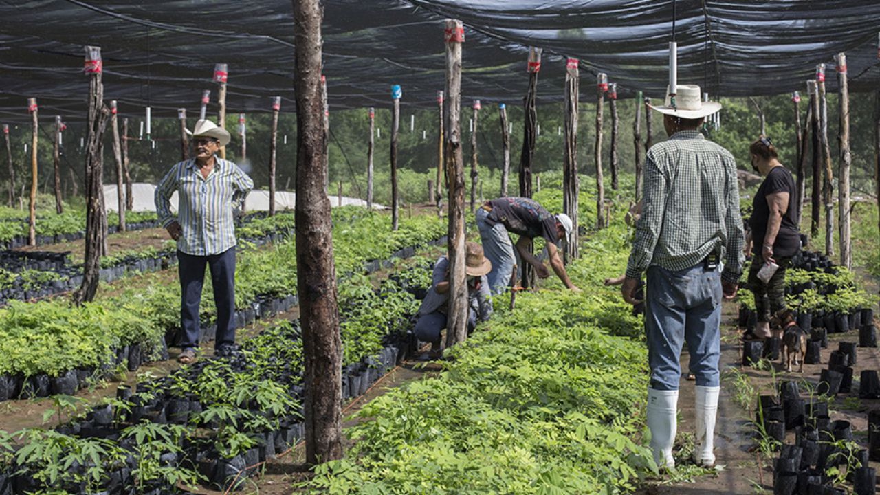 México extiende Sembrando Vida a Guatemala y Belice