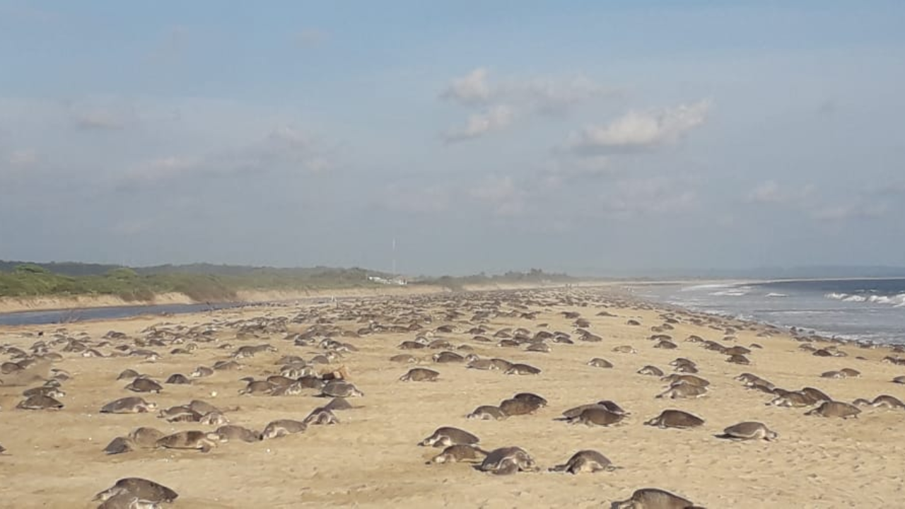 Concluye arribada con más de 3 mil tortugas en Oaxaca 