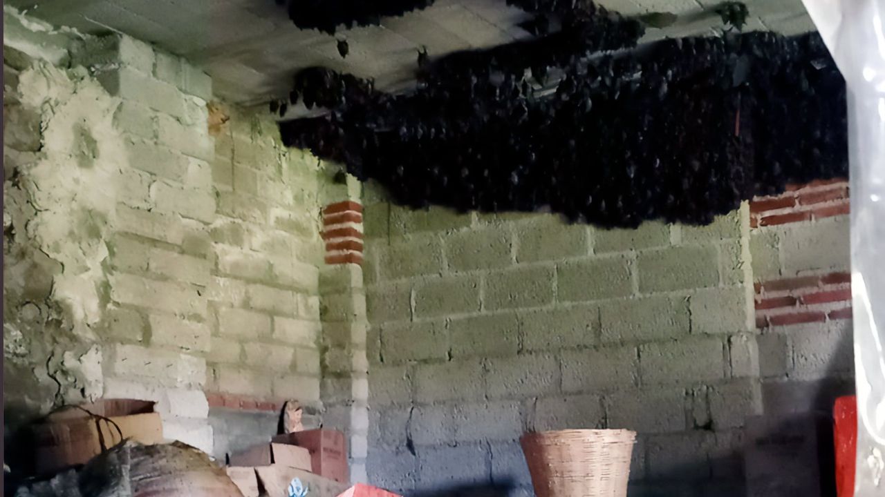 Murciélagos invaden inmueble en Nativitas, Tlaxcala