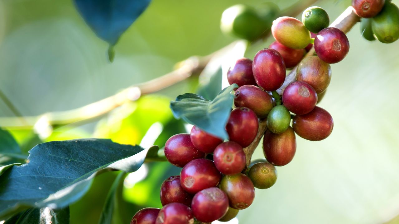 Apoyarán a productores de café del Soconusco