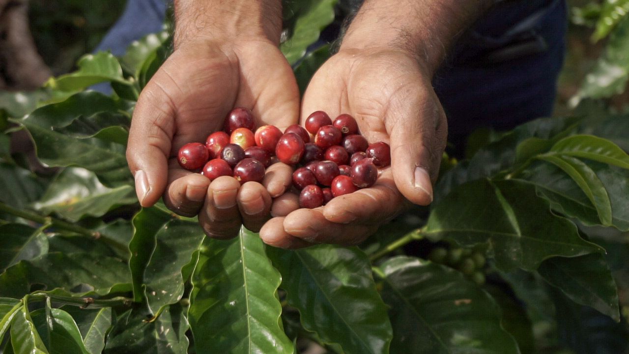 Cafetaleros de Veracruz rechazan “Café del Bienestar”