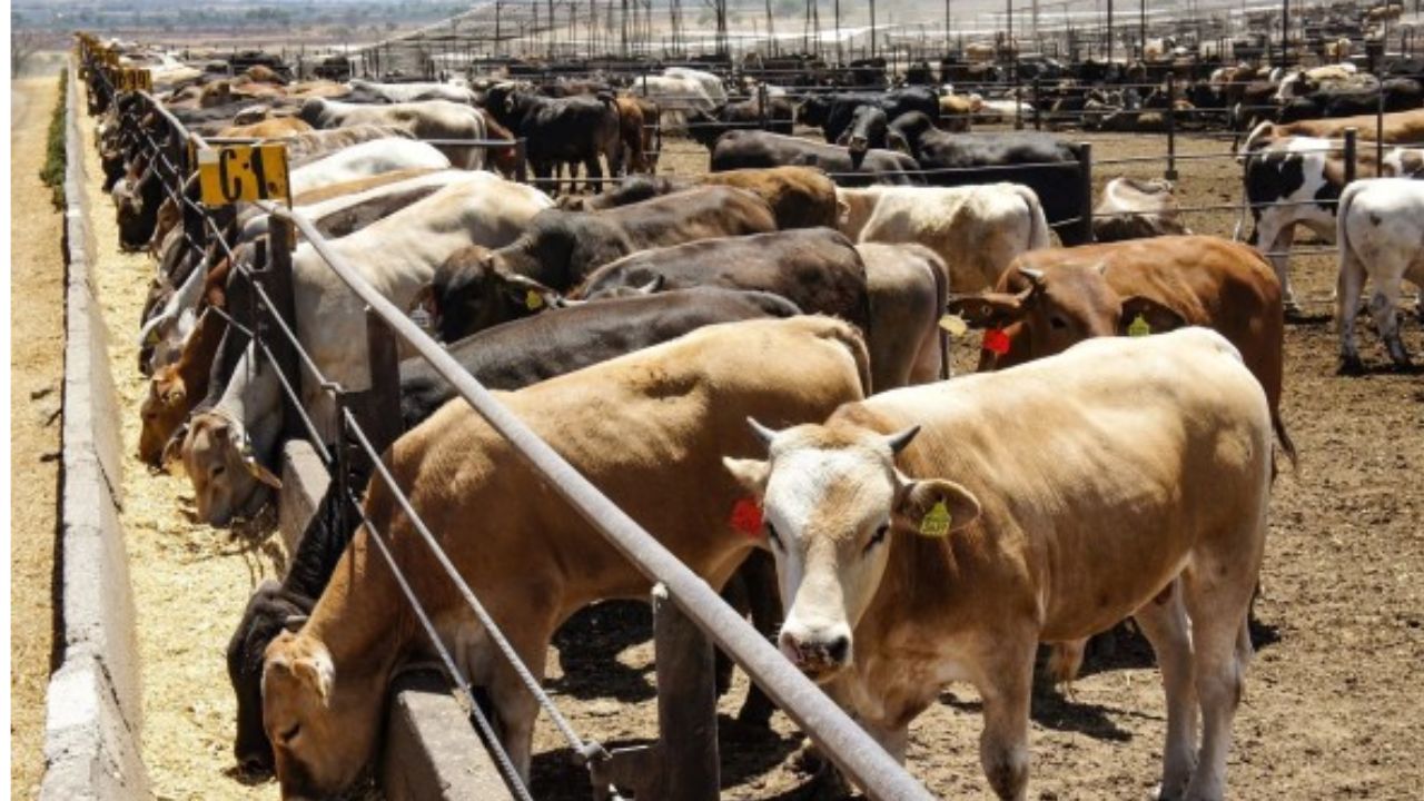 Exportación de ganado a EU podría reanudarse en dos meses
