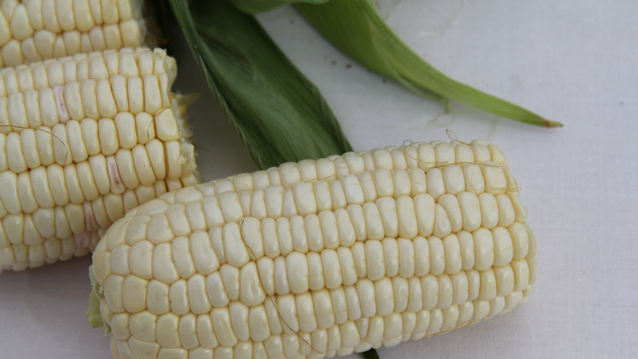 Gobierno fija precio de maíz blanco en 6,050 por tonelada en el Bajío