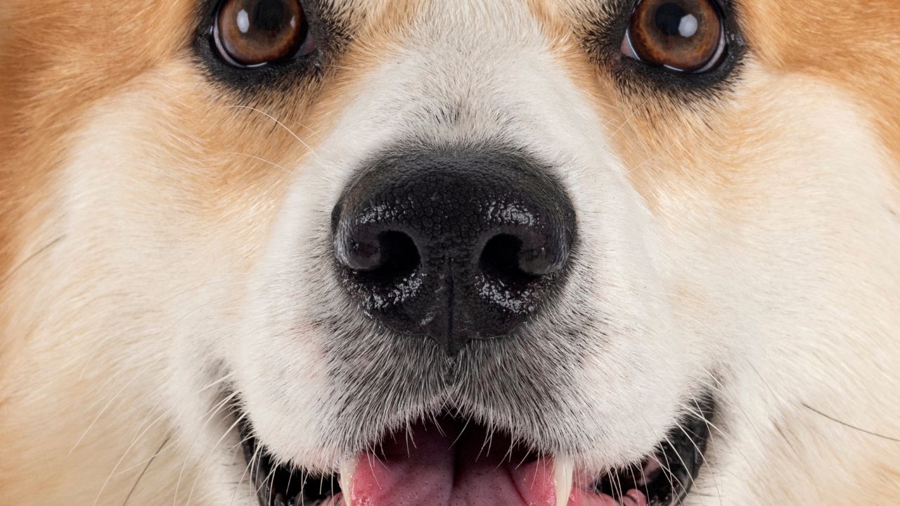Indonesia prohíbe venta de carne de perro y gato 