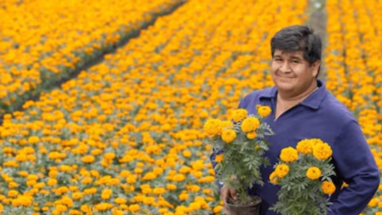 Aumenta hasta 50% el precio de la flor de cempasúchil por lluvias