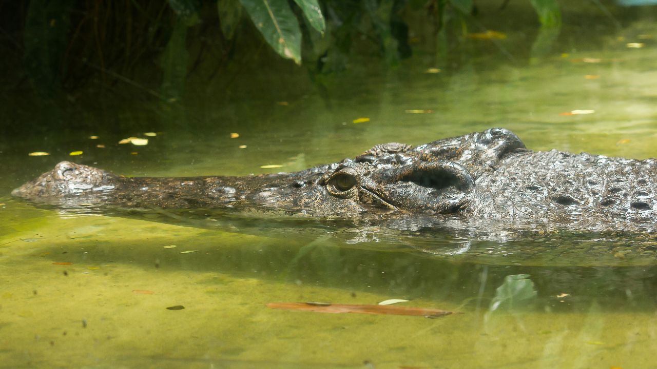 Zihuatanejo emite alerta por cocodrilos