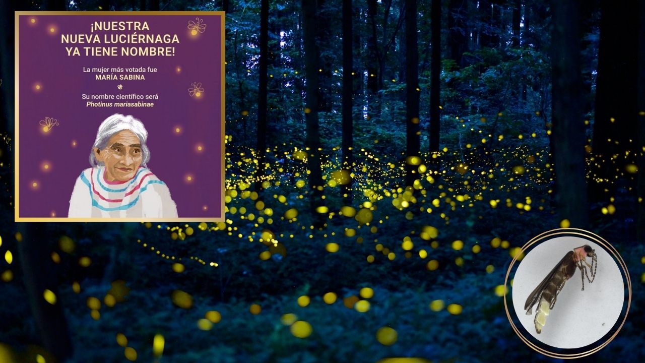 Luciérnaga descubierta en Chapultepec ya tiene nombre