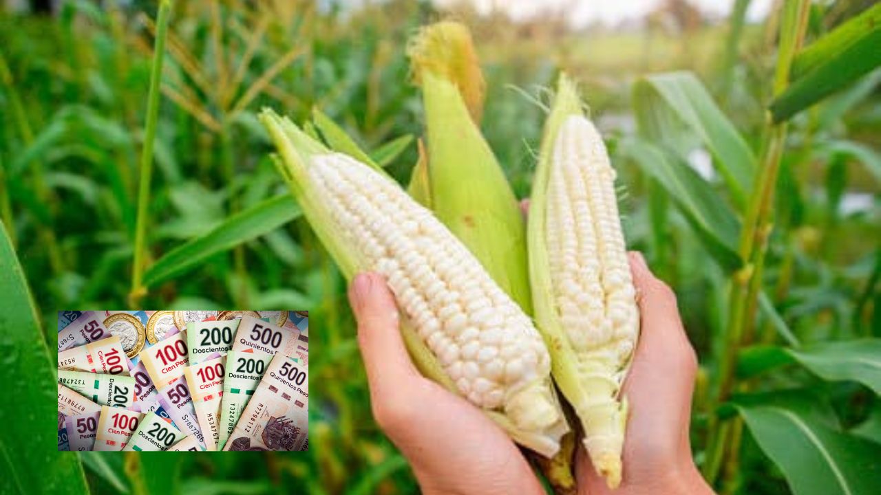 La Sader fija precio del maíz blanco