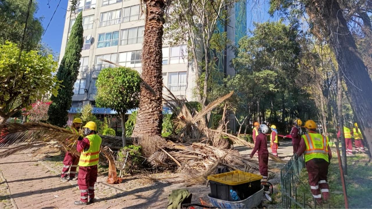 Sedema atiende palmeras en Tlatelolco