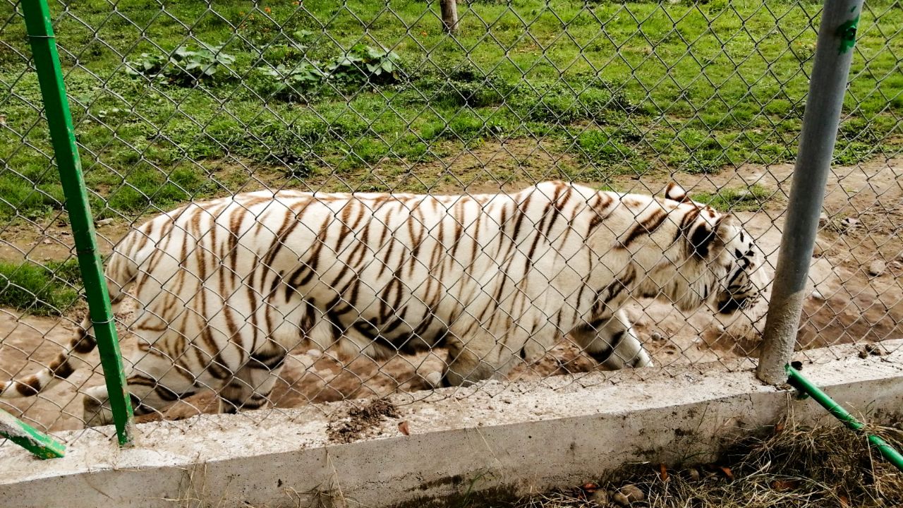 Escapa tigre de bengala tras daños por lluvias en Puebla
