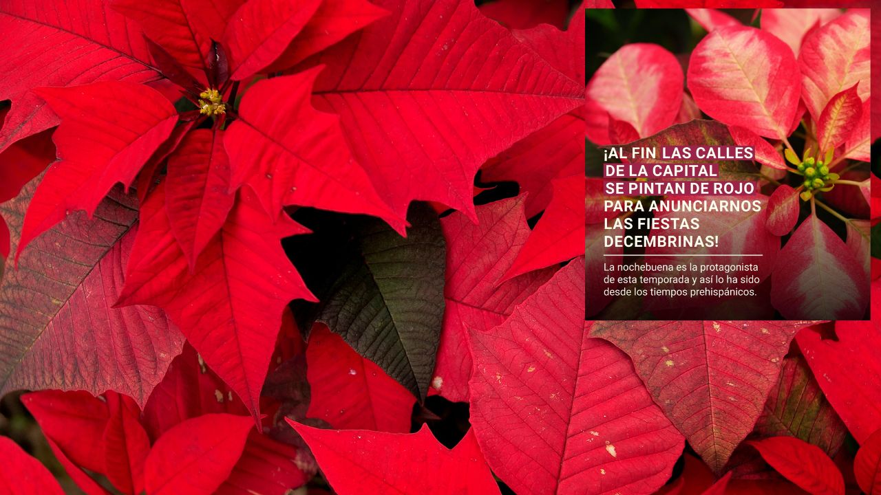 ¡Color y tradición! Inicia la temporada de nochebuenas