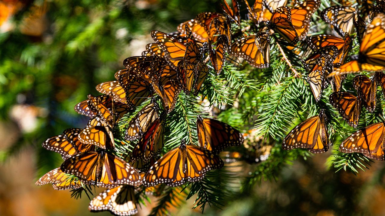 ¡Revive el hogar de la mariposa monarca!