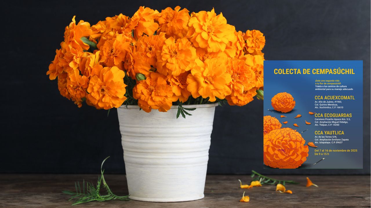 ¿Se marchitó tu planta de cempasúchil? Llévala a reciclar