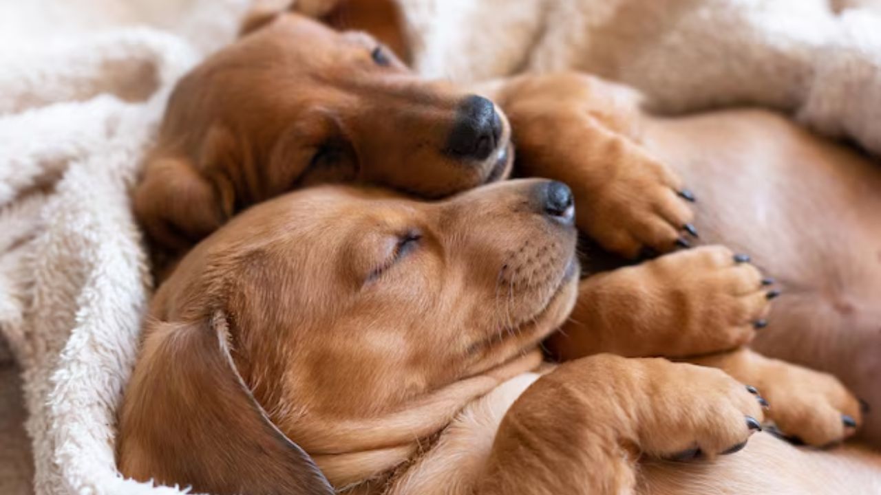 Sí, los perros sueñan igual que los humanos