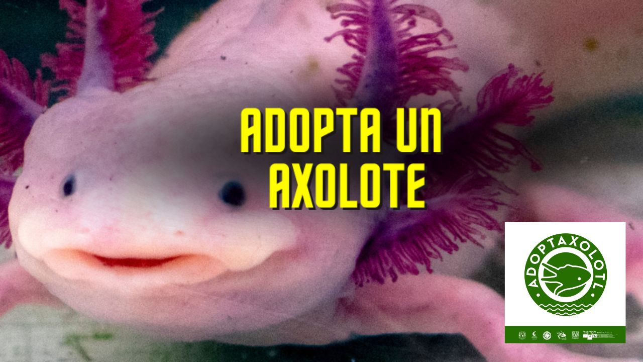 UNAM lanza campaña Adoptaxolotl